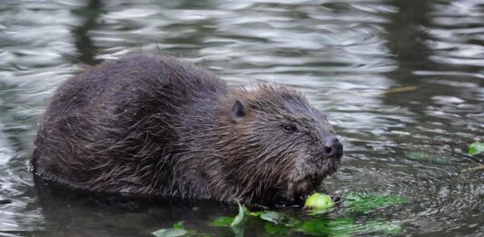 Велика Британија ги враќа дабарите во природата по 400 години