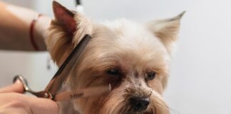 Илија Петковски: Професионалниот груминг не е маргинална тема, туку е дел од пошироката слика за јавното здравје