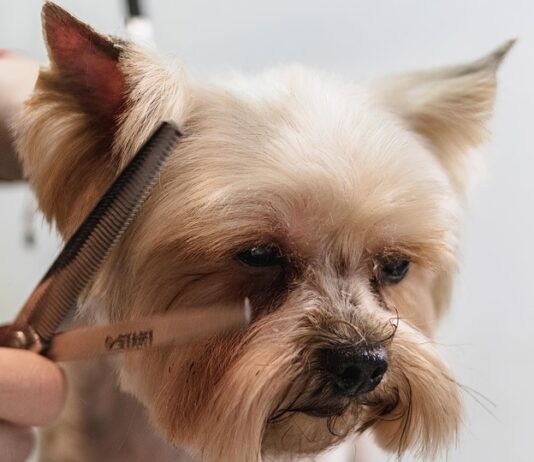 Илија Петковски: Професионалниот груминг не е маргинална тема, туку е дел од пошироката слика за јавното здравје