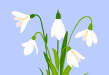 Првото кокиче