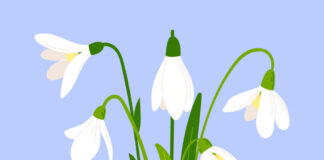 Првото кокиче