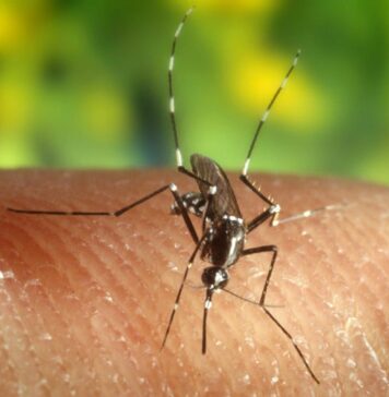 Топлите зими ја бришат „зимската бариера“ за комарците – што значи тоа за Македонија?