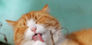 Колку често треба да се менува песокот за мачки