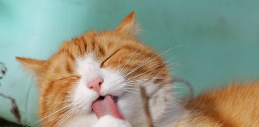 Колку често треба да се менува песокот за мачки