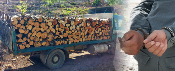 nelegalna seca na drva