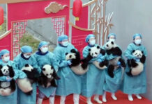Дванаесет младенчиња панди претставени во празнична атмосфера