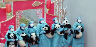 Дванаесет младенчиња панди претставени во празнична атмосфера