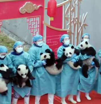 Дванаесет младенчиња панди претставени во празнична атмосфера