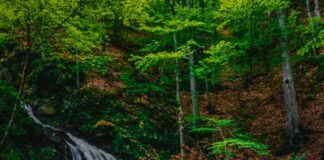 Скриен рај на Здравко Чаушевски – ФОТОГРАФИЈА НА НЕДЕЛАТА