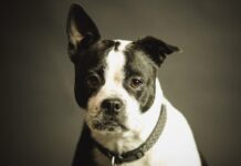 Како да ги препознаете првите знаци на слепило кај куче