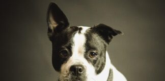 Како да ги препознаете првите знаци на слепило кај куче