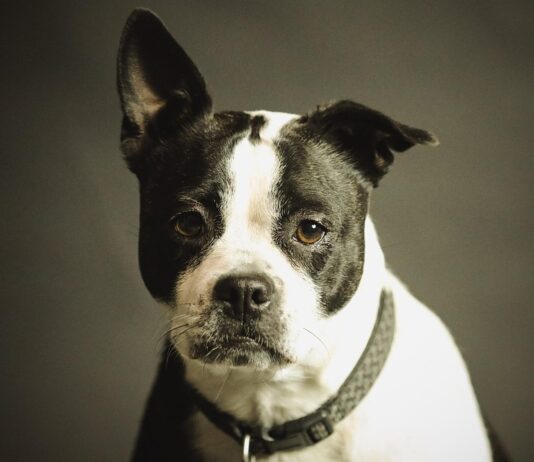 Вашето куче одеднаш станува повлечено и тивко