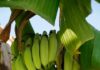 Климатските промени ќе влијаат на цената на бананите