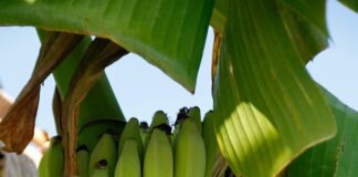 Климатските промени ќе влијаат на цената на бананите