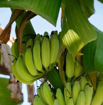 Климатските промени ќе влијаат на цената на бананите