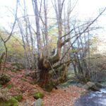 Најстарата шума со див костен во светот се наоѓа во Македонија