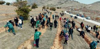 Засадени 6.000 садници даб во Прилеп