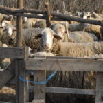 Април – клучен месец за сточарството: Време за паметни одлуки и превенција