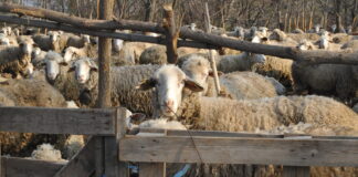 Април – клучен месец за сточарството: Време за паметни одлуки и превенција