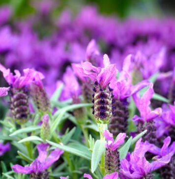 Трик за совршена лаванда во саксија