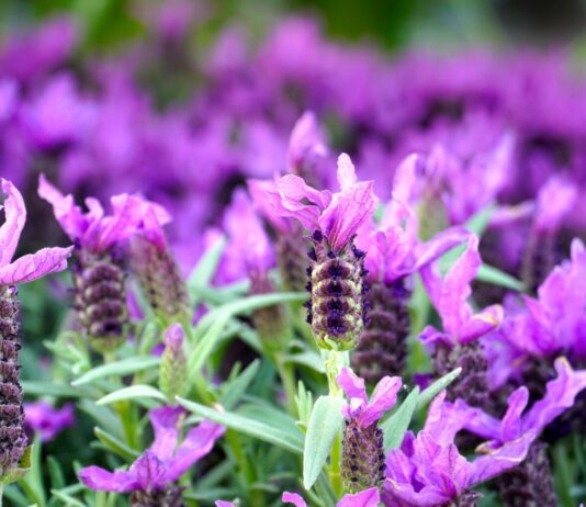 Трик за совршена лаванда во саксија