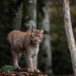 Камерите открија нови рисови во Шар Планина