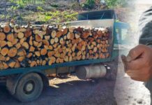 Кривична пријава за злоупотреби со огревно дрво: Буџетот на „Национални шуми“ оштетен за над 3 милиони денари