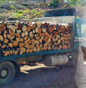 Кривична пријава за злоупотреби со огревно дрво: Буџетот на „Национални шуми“ оштетен за над 3 милиони денари