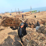 Кинески научници претставија хербицид што не ја загадува почвата