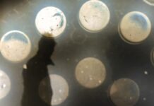 Подарокот (7)