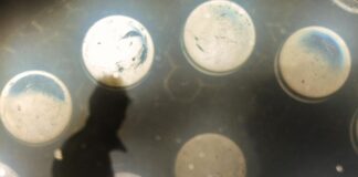 Подарокот (7)