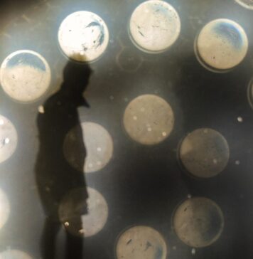 Подарокот (7)