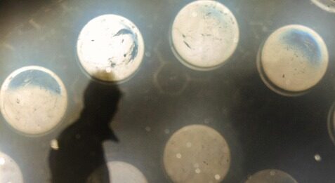 Подарокот (7)