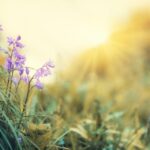 Пролетна рамноденица 2026 г.: Кога е првиот ден од пролетта?