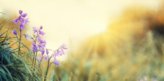 Пролетна рамноденица 2026 г.: Кога е првиот ден од пролетта?