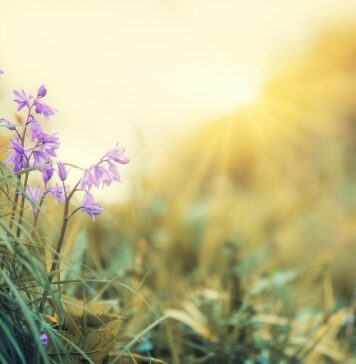 Пролетна рамноденица 2026 г.: Кога е првиот ден од пролетта?