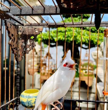 Скриени последици од животот во кафез