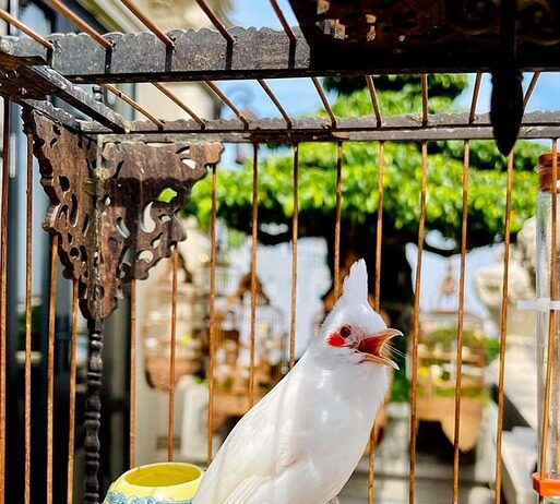 Скриени последици од животот во кафез