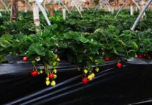 Градинарите советуваат – што може да се засади во март