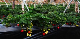 Градинарите советуваат – што може да се засади во март