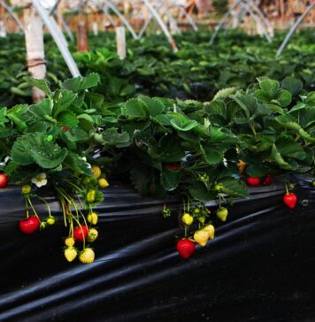 Градинарите советуваат – што може да се засади во март