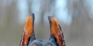 Доберман – наjпаметното куче што ќе го сретнете