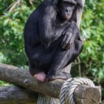 Бонобата сепак не се толку мирни како што се мислеше