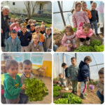 Со многу грижа и труд до здрав и вкусен зеленчук