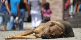 Во Македонија нема доволно кучиња