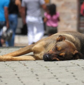 Во Македонија нема доволно кучиња