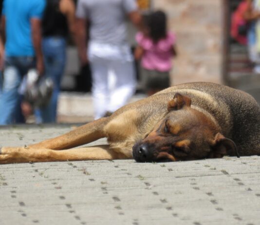 Во Македонија нема доволно кучиња