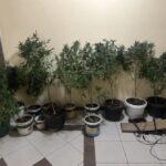 МВР акција во Аеродром: запленети дрога и опрема за одгледување