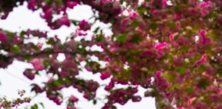 ФОТО: Пролетна магија во Скопје, градот расцутен во виолетова боја