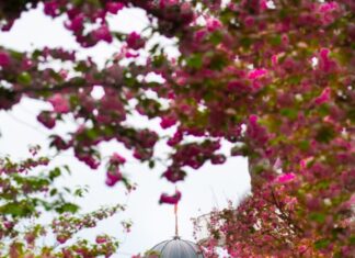 ФОТО: Пролетна магија во Скопје, градот расцутен во виолетова боја